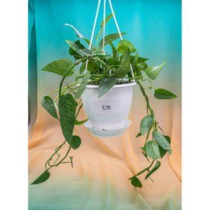 Cebu Blue Pothos 4.5" US Seller Potted RARE